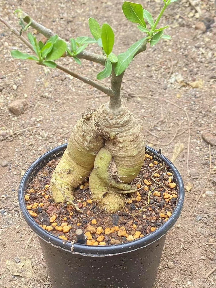 Potted succulent plant with thick caudex stems and small green leaves in black pot