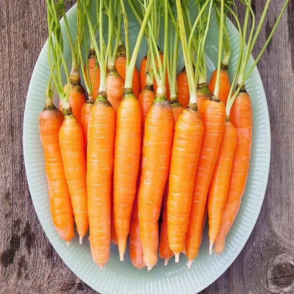 Carrot Seeds - Scarlet Nante  vegetable GARDEN culinary SOUPS FREE SHIPPING Garden Plants