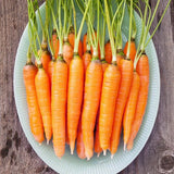 Carrot Seeds - Scarlet Nante  vegetable GARDEN culinary SOUPS FREE SHIPPING Garden Plants