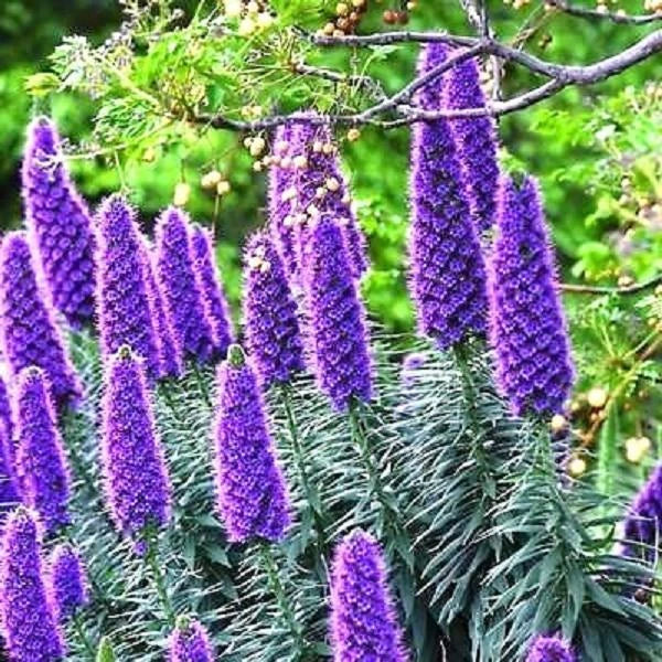 Pride of Madeira plant, Echium Fastuosum Candicans purple flowers seed  20 seeds Flowering Plants