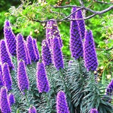 Pride of Madeira plant, Echium Fastuosum Candicans purple flowers seed  20 seeds Flowering Plants