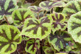 25+ Iron Cross Begonia Seeds for Garden Planting - USA - FREE SHIPPING! Garden Plants