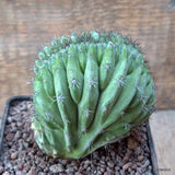 D6654 POLASKIA CHICHIPE CRESTED pot10-H10-W9 cm MaMa Cactus Green Plant