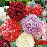 Peony Poppy Seeds Doubles Mixed Colors 10,000 Flower Seeds Reseller Starter Pack Peony