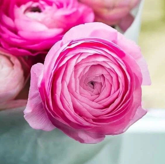 Imported Winter Ranunculus Imported Flower Bulbs Pink pack of 2 Ranunculus