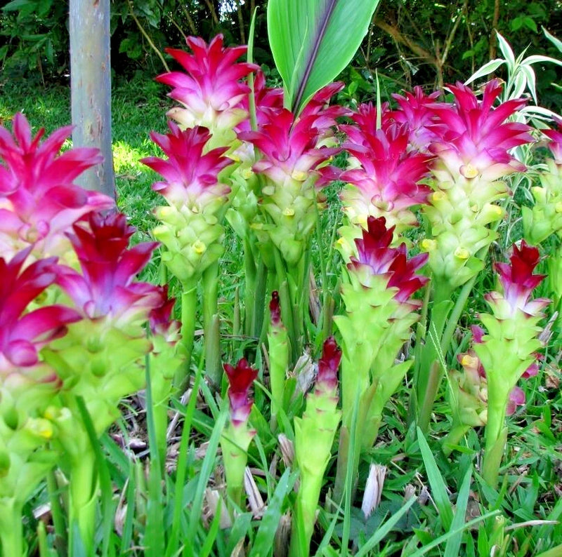 Curcuma flower plant with bright red blooms and pale yellow centers on green foliage