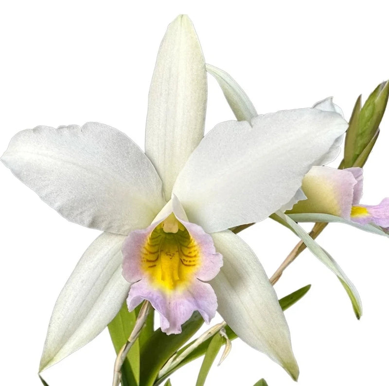 White blooming orchid plant with pale purple and yellow center flowers, green buds
