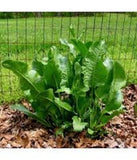 Fresh Organic Horseradish Garden Plants - Easy to Grow - Plant Anytime of Year! Garden Plants