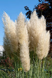 25g Ivory pampas grass Everlasting flower Tall centerpieces Plume grass Wedding Pampas Grass