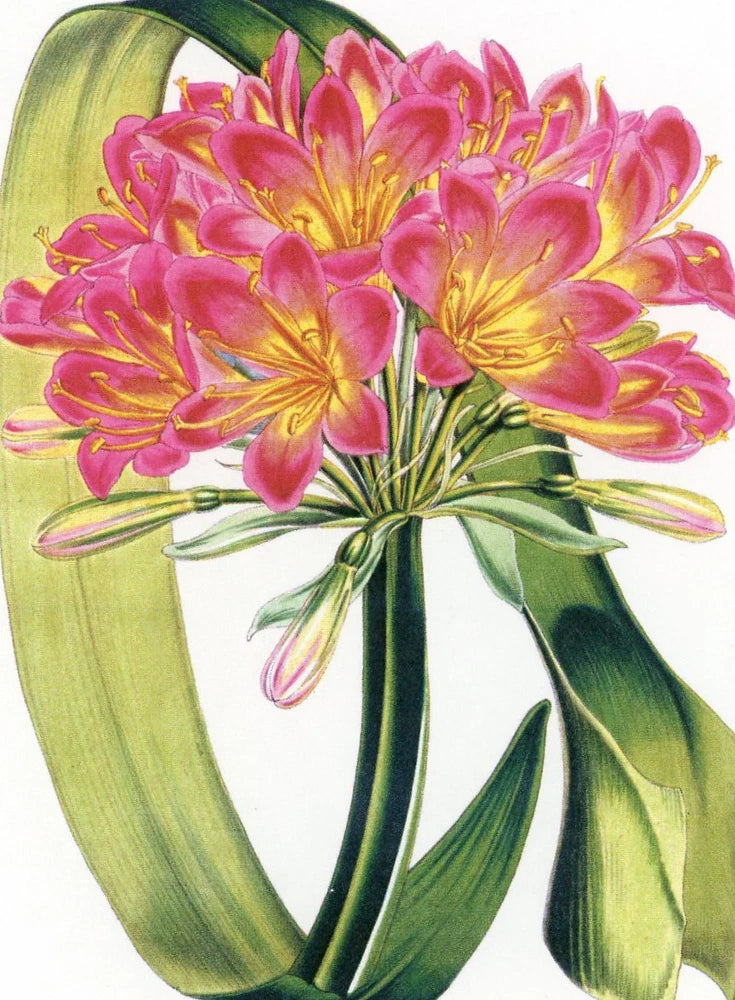 Pink and yellow lily bouquet with green leaves on a postcard