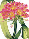 Bush Lily --POSTCARD Lily