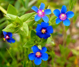 PIMPERNEL BLUE Anagallis Monelli - 250 Bulk Seeds Flowering Plants