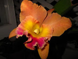 (176-5) Pot.Hawaiian Thrill 'Paradise'        young plant Orchids