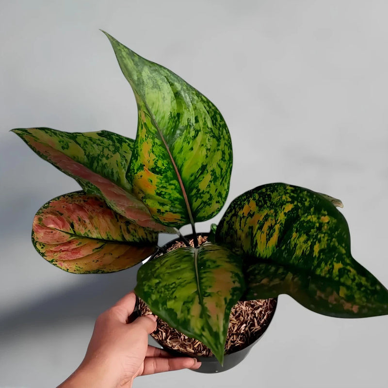 Ornamental green aglaonema plant with variegated leaves in yellow and pink, in a small pot