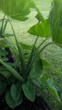 1 Vietnamese Taro Plant: Bac Ha Doc Mung Thai Elephant Ear Live Plant 5-8 inches Orchids