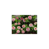 Zinnia Swizzle Bicolor Cherry and Ivory Nice Garden Flower 10 Seeds Garden Plants