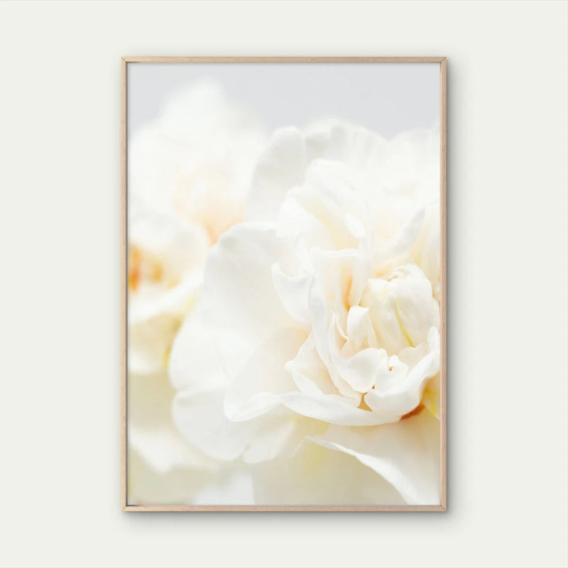 White peony flower wall art poster with framed close-up blooms