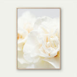 Close Up Of White Peony Flower Wall Art Poster Choose Your Size Peony