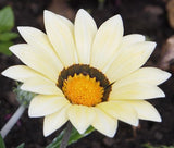 GAZANIA GARDEN LEADER WHITE Gazania Rigens - 200 Bulk Seeds Garden Plants