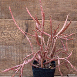 D7117 EUPHORBIA PLATYCLADA pot8-H29-W29 cm MaMa Cactus Green Plant