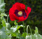 1,000 Turkish Red Poppy Seeds - P. Somniferum - Giant Scarlet Red Blooms Flowering Plants