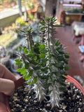 Madagascar Ocotillo (Madigascan) African Alluaudia procera, White Cactus 6in pot Green Plant