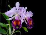 Cattleya Dinard 'Blue Heaven' Flowering Size, 4.5 Inch Pots, Fragrant Orchid Orchids