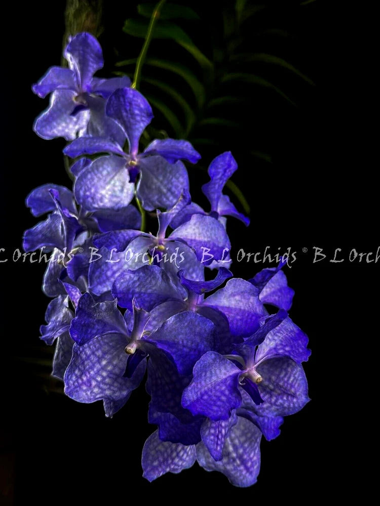 Blue-purple Vanda orchid flowers with multiple open blooms on stems