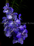 Vanda coerulea    (Laos) Orchids