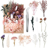Real Dried Flowers, Natural Dry Flowers Mixed Pressed Multicolor 2 Dried Flower