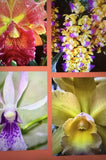 ORCHID Plants 4 special  no bloom bare root Orchids