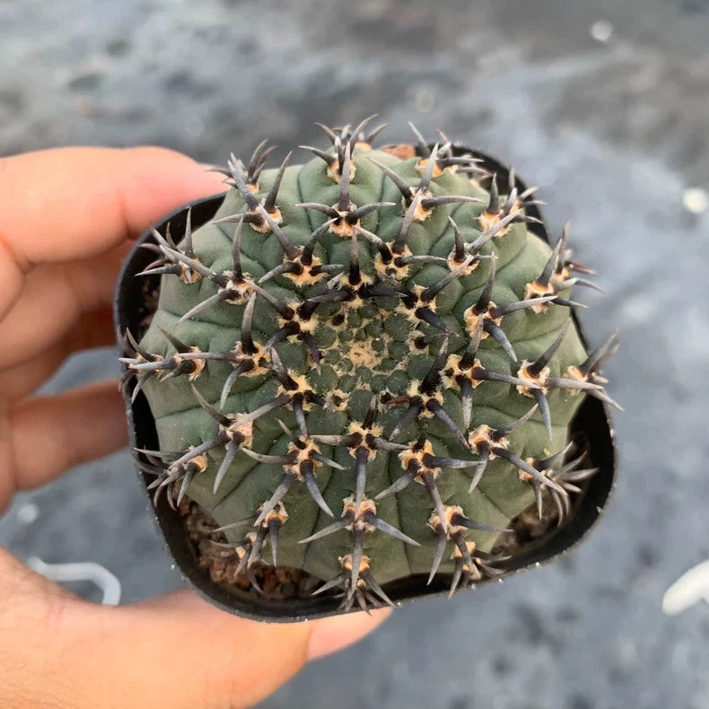 Potted gymnocalycium cactus plant with dark green body and many small spines