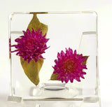 38mm Real Purple Globe Amaranth Flower in Clear Lucite Resin Dried Pressed Herb Dried Flower