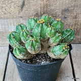D5803 EUPHORBIA HANDIENSIS pot18-H13-W22 cm MaMa Cactus Green Plant