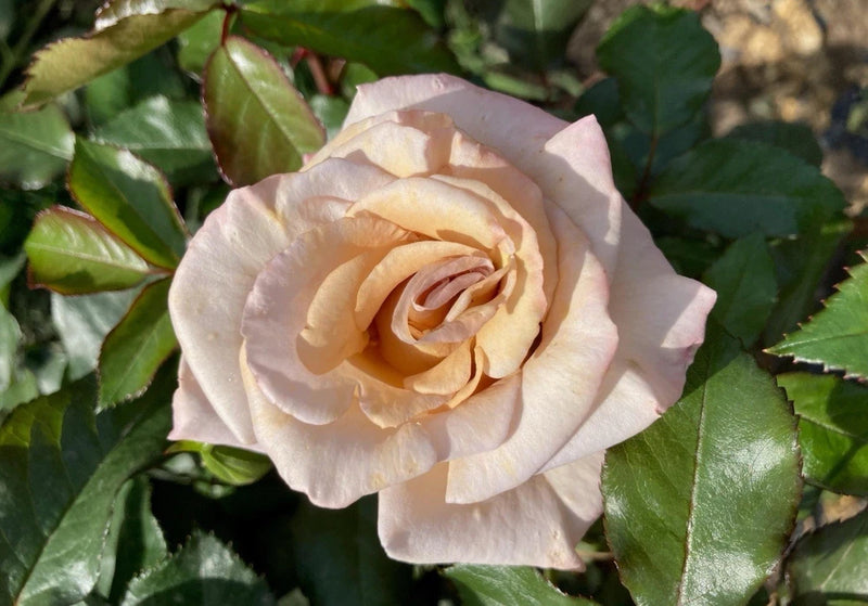 Stephen Rulo Grandiflora Rose BushÉ Bare Root Live Starter Plant Flowering Plants