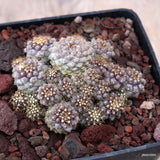 D3369 COPIAPOA TENUISSIMA pot10-H5-W9 cm MaMa Cactus Green Plant