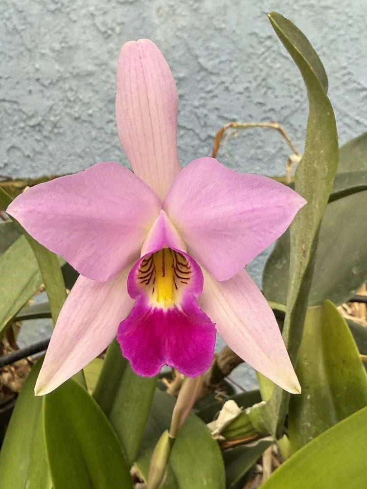 Pink orchid with purple-and-yellow lip and green leaves