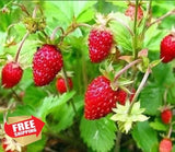 250+ Wild Strawberry Seeds Fragaria Vesca Garden Planting Garden Plants