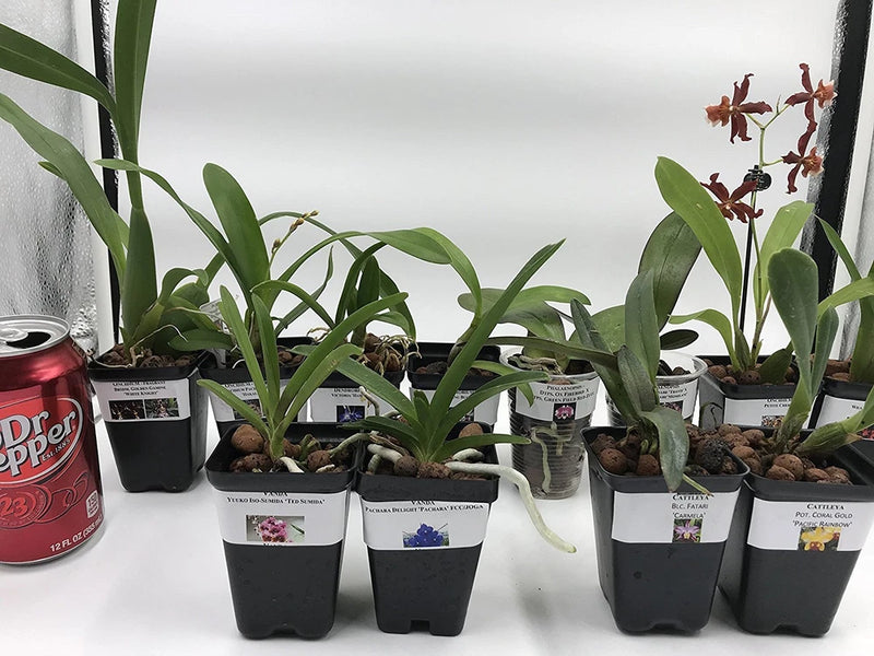 Live orchid plants with green leaves in black nursery pots