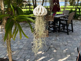 MossFish - Live Flowering Spanish Moss Jellyfish - Tillandsia Hanging Air Plant Orchids