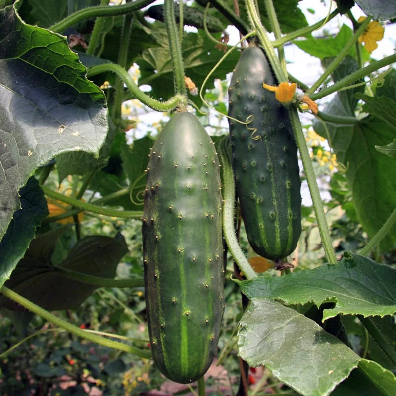 2 Marketmore Cucumber Plants in 4" Pot, Vegetable GARDEN planting NON-GMO Garden Plants
