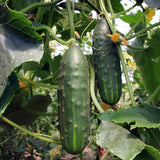 2 Marketmore Cucumber Plants in 4" Pot, Vegetable GARDEN planting NON-GMO Garden Plants