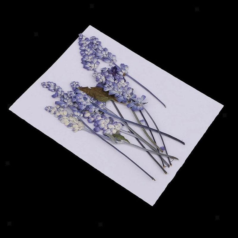 Pressed dried salvia flower sprigs, blue-lavender, on display card, multiple stems