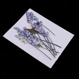 10x Pressed Real Dried Flowers Salvia for DIY Floral Arts Crafts Card Making Dried Flower