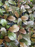 Ajuga Bronze Beauty Flower Plant Wild plant 3 plants, Perennial Ground Cover. Flowering Plants