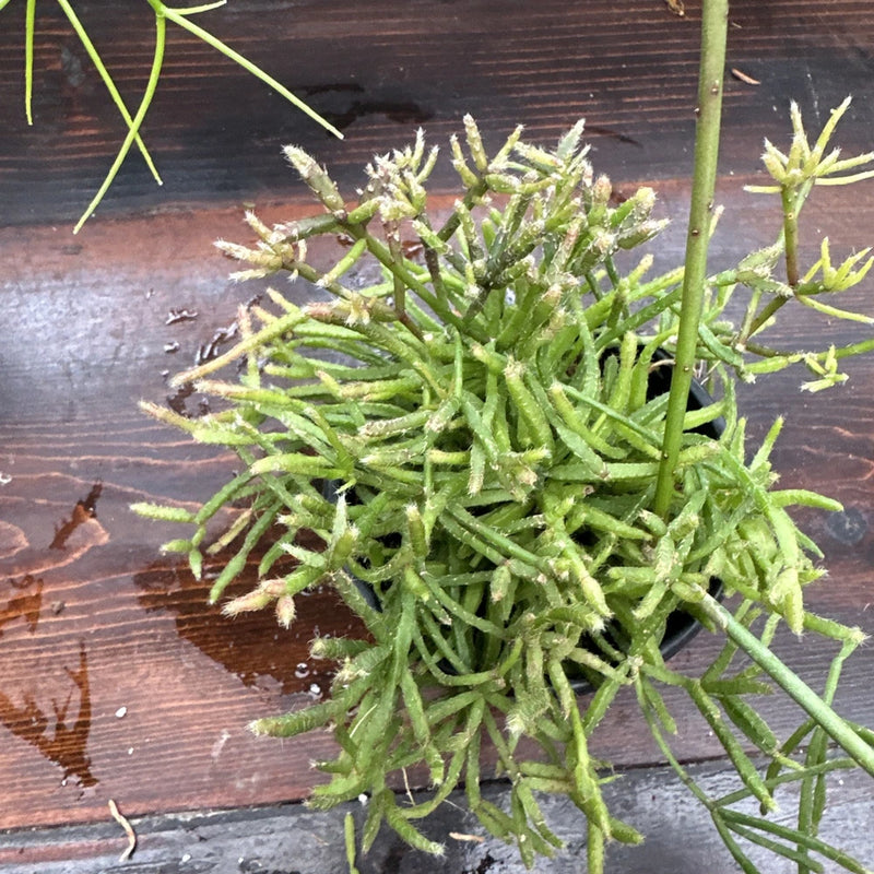 Rhipsalis ewaldiana plant with green, slender segmented trailing stems