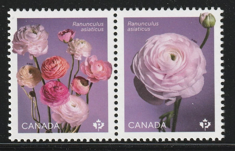 RANUNCULUS, Flowers, Pair from Souvenir Sheet, Canada 2023 #3372i Ranunculus