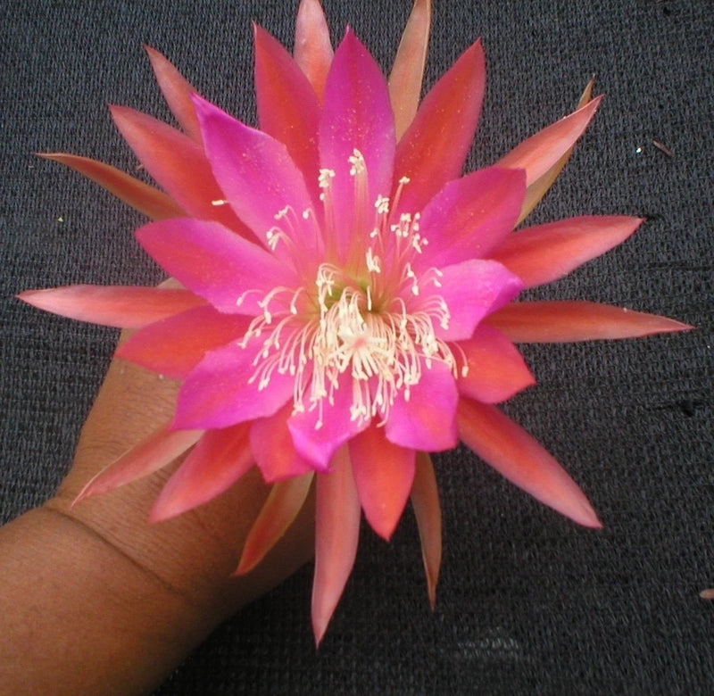 Orchid cactus flower with pink and orange star-shaped petals