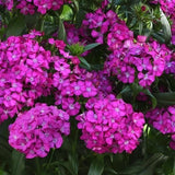 288 DIANTHUS JOLT PURPLE Live Plants Plugs Garden Home Planters AV Garden Plants