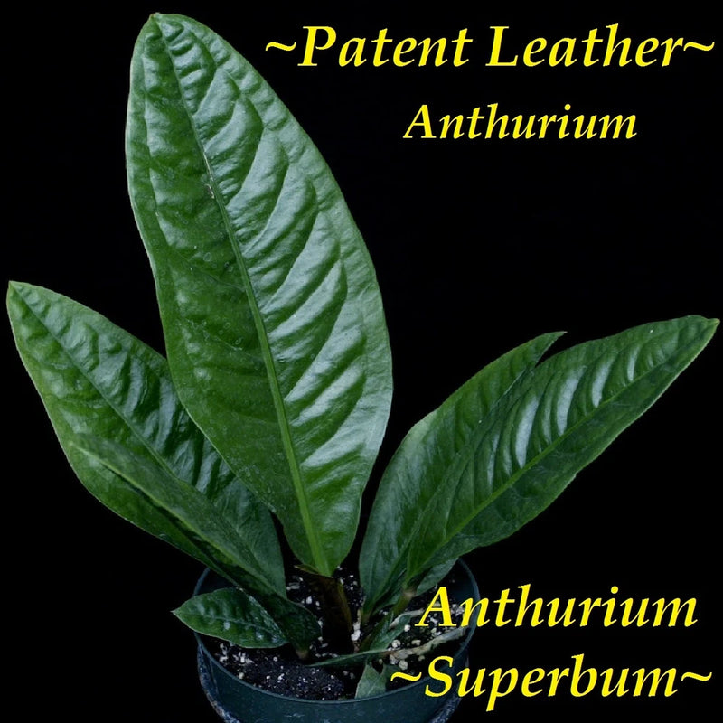 Potted anthurium plant with glossy green patent-leather style leaves